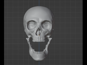 Human Skull 3Dモデル