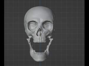 Human Skull 3D Model