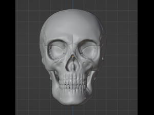 Human Skull 3Dモデル