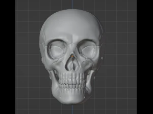 Human Skull 3D Model