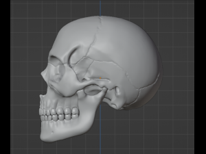 Human Skull 3Dモデル