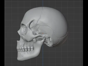 Human Skull 3D Model