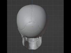 Human Skull 3Dモデル