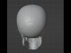 Human Skull 3D Model