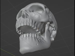 Human Skull 3Dモデル