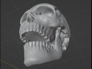 Human Skull 3D Model