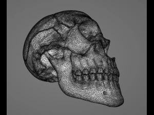 Human Skull 3D Model