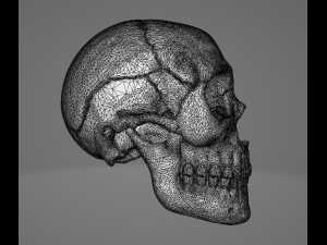 Human Skull 3Dモデル