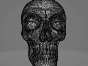 Human Skull 3D Model