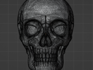 Human Skull 3Dモデル