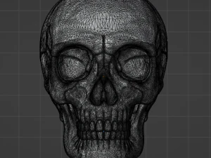 Human Skull 3D Model