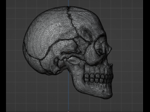 Human Skull 3Dモデル