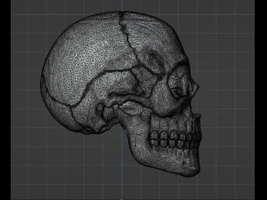 Human Skull 3D Model
