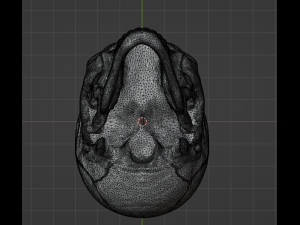 Human Skull 3Dモデル
