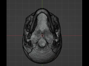 Human Skull 3D Model