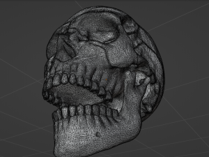Human Skull 3Dモデル