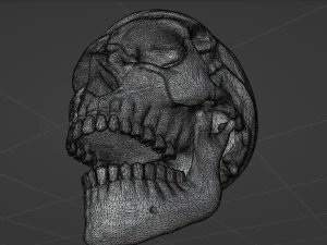 Human Skull 3D Model