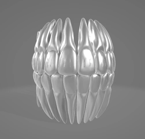 TEETH AND ROOTS 3D Model .c4d .max .obj .3ds .fbx .stl .blend 