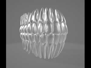 TEETH AND ROOTS Modello 3D