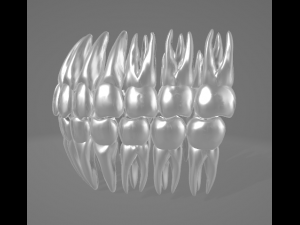 TEETH AND ROOTS Modello 3D