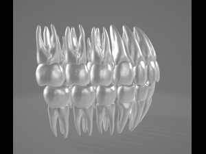 TEETH AND ROOTS Modello 3D