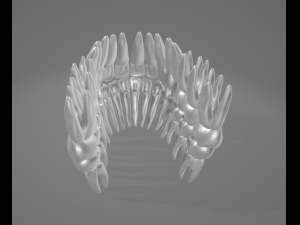 TEETH AND ROOTS Modello 3D