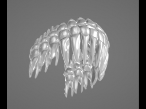 TEETH AND ROOTS Modello 3D