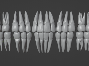 TEETH AND ROOTS Modello 3D
