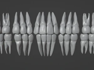 TEETH AND ROOTS 3D Model