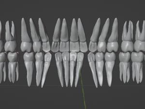 TEETH AND ROOTS Modello 3D