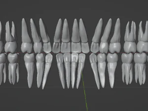 TEETH AND ROOTS 3D Model