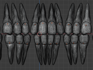 TEETH AND ROOTS Modello 3D