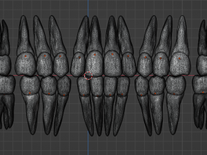 TEETH AND ROOTS Modello 3D