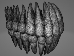 TEETH AND ROOTS Modello 3D