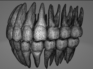 TEETH AND ROOTS Modello 3D