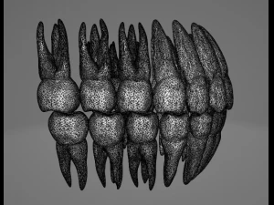 TEETH AND ROOTS 3D Model