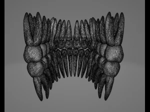 TEETH AND ROOTS 3D Model