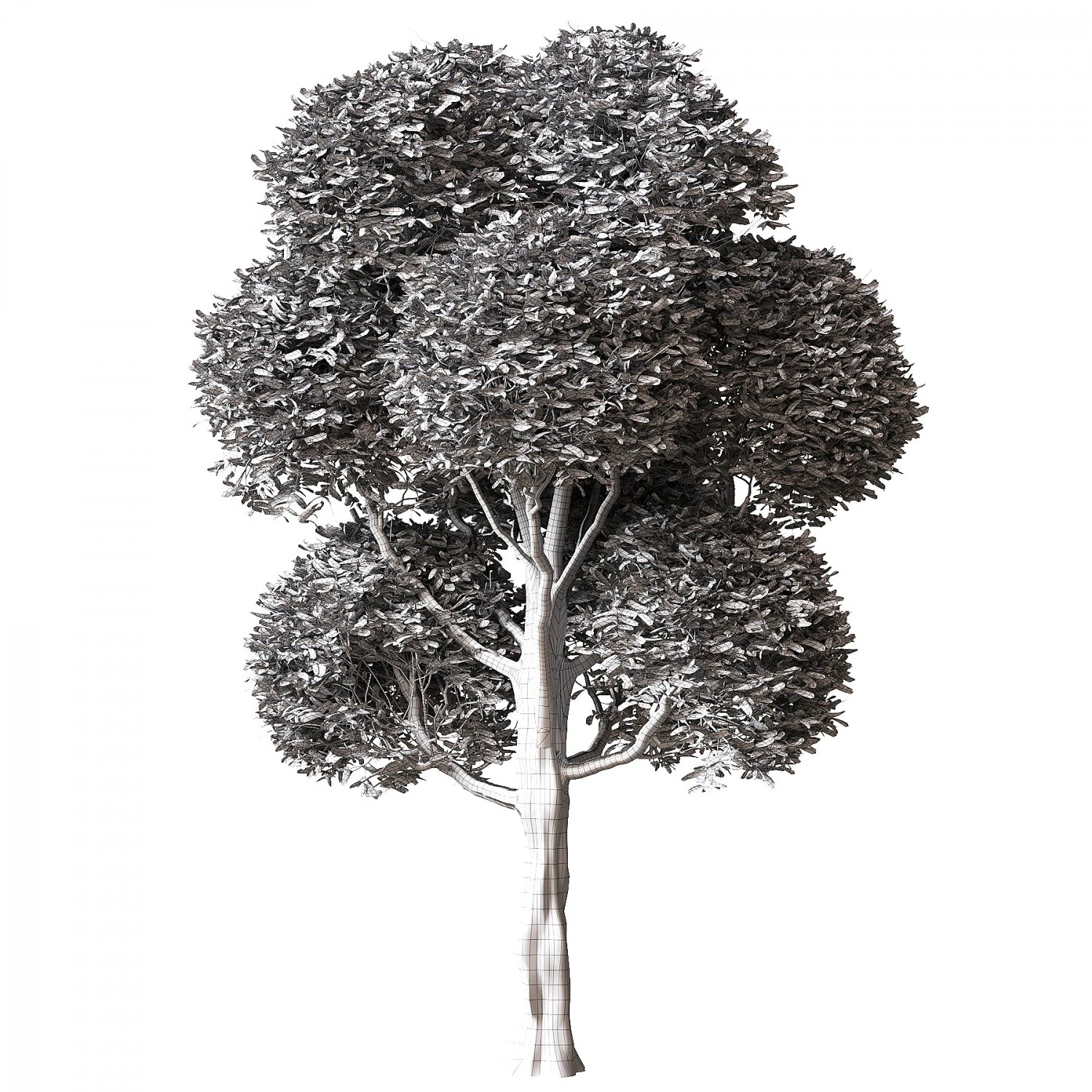 Round Leaves Broadleaf Tree 3D Model .c4d .max .obj .3ds .fbx .stl .blend 