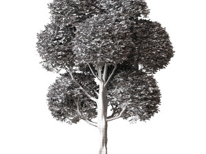 Round Leaves Broadleaf Tree Modèle 3D