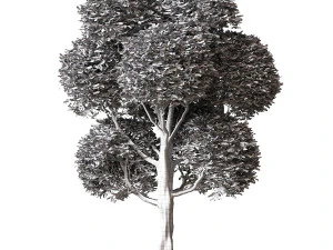 Широколисте дерево з круглим листям 3D Модель