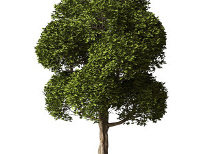 Round Leaves Broadleaf Tree Model 3D