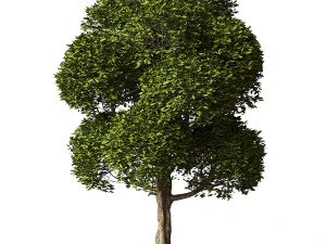 Round Leaves Broadleaf Tree 3D Model