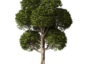 Round Leaves Broadleaf Tree Model 3D