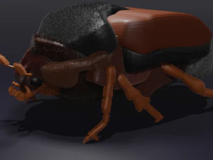 Chafer 3D Model