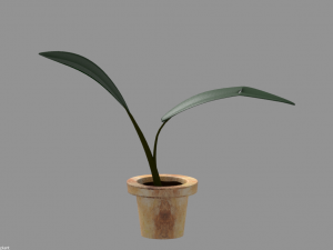 Potted plant plant in pot 3D Model