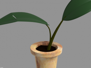 Potted plant plant in pot 3D Model