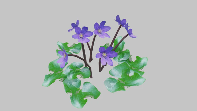 노루귀 3D 모델 .c4d .max .obj .3ds .fbx .stl .blend 