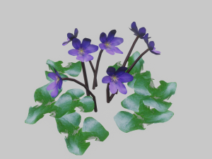 Hepatica 3D Model