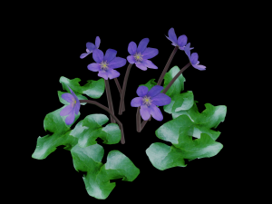 Hepatica 3D Model