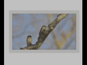 Photos in frames - Sweden Nature 1-11 pcs 3D Model